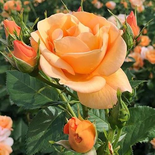 Rozenstruik - Webwinkel - floribunda roos - oranje - Rosa Portoroź - zacht geurende roos - W. Kordes & Sons - -